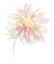 Oxeye Flower Illustration