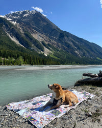 Dog sitting on a colorful blanket by a river with mountains in the background