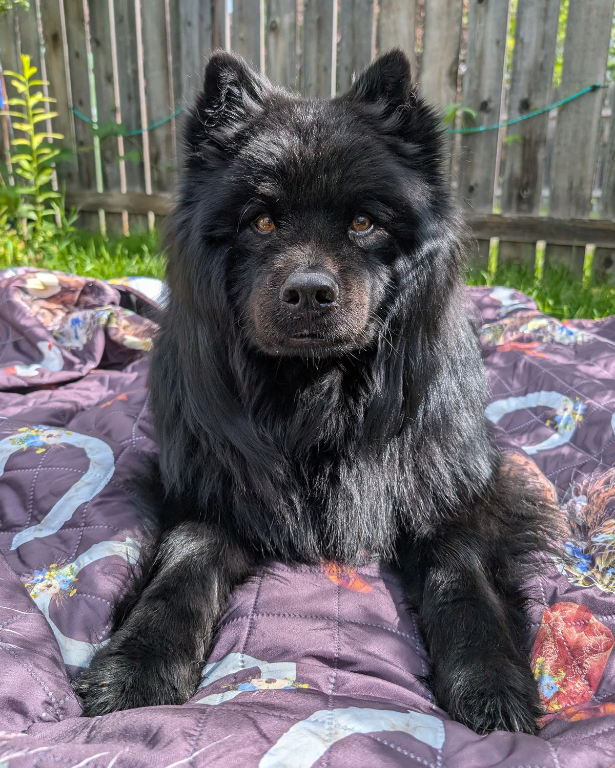 Wild Horses Voyager Blanket