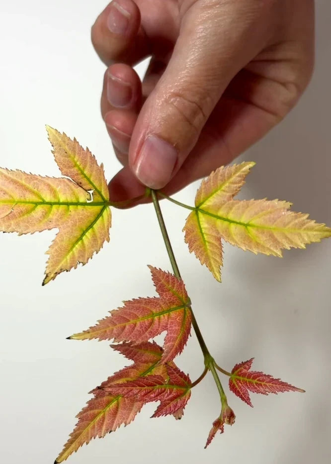 How to Tuesdays Ep 7: Greenery