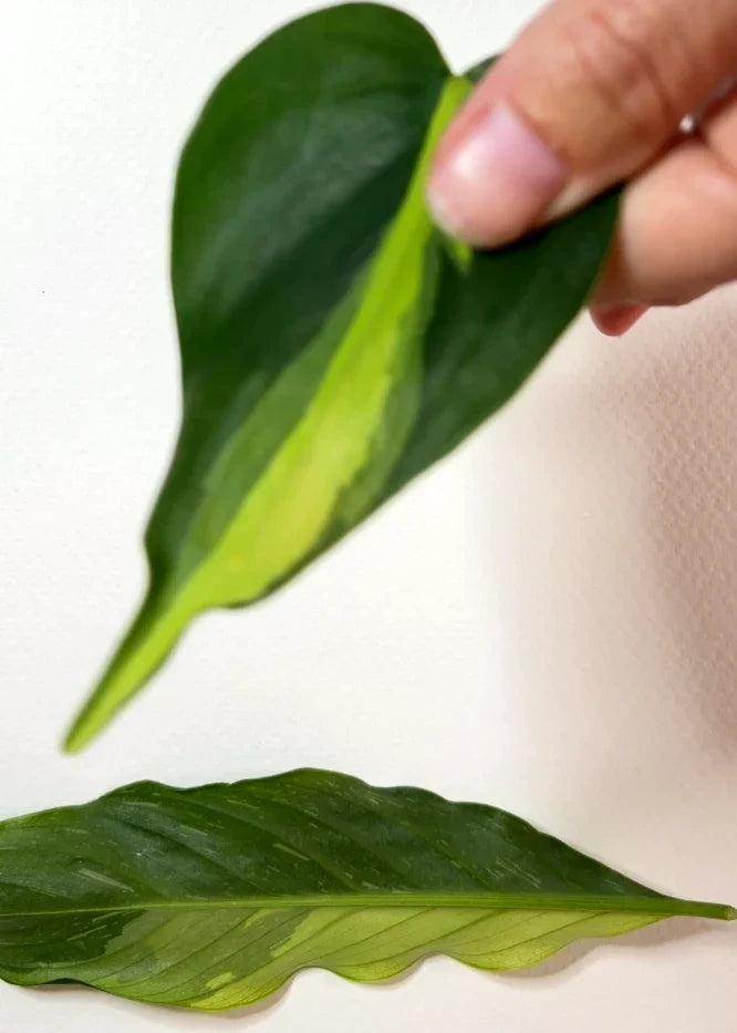 How to Tuesdays Ep 8: Pressing Houseplants