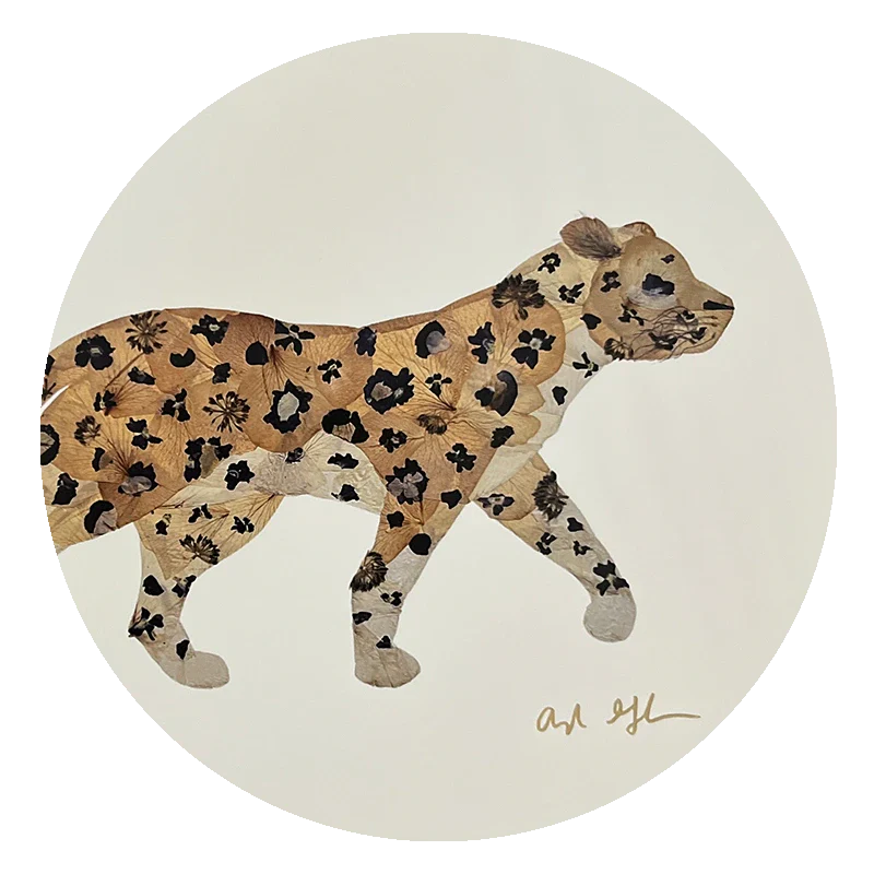 Safari