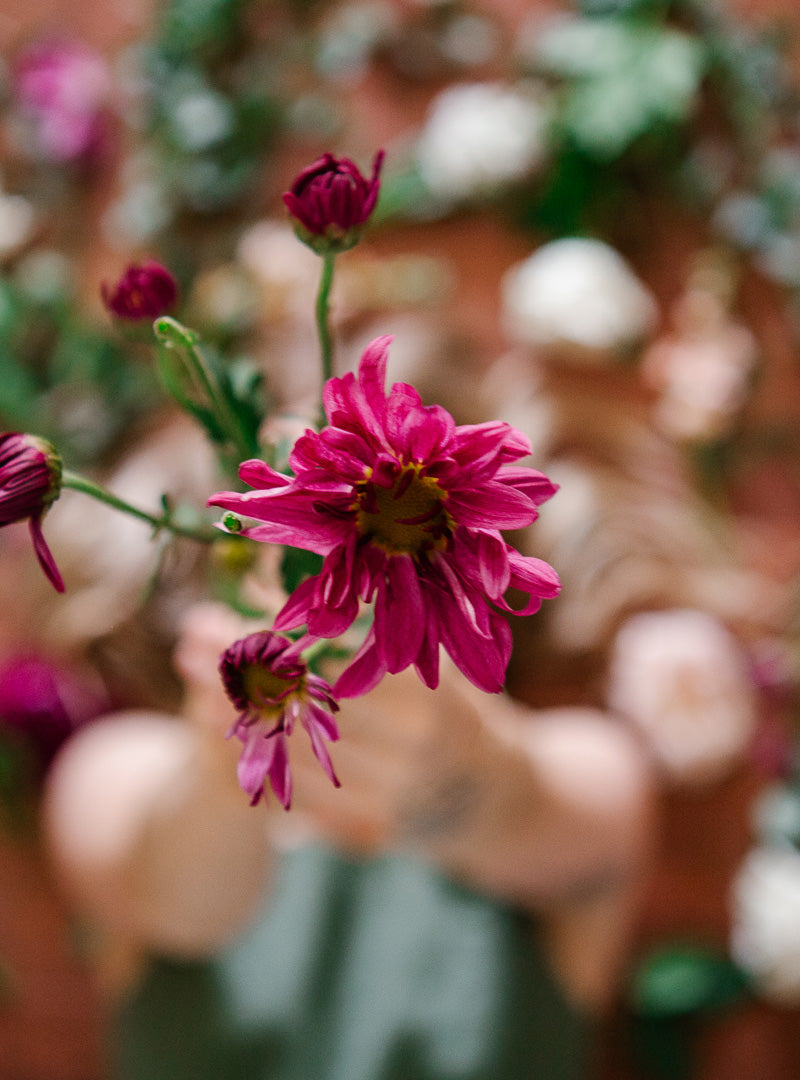 photo of a flower being held up into focus by a woman