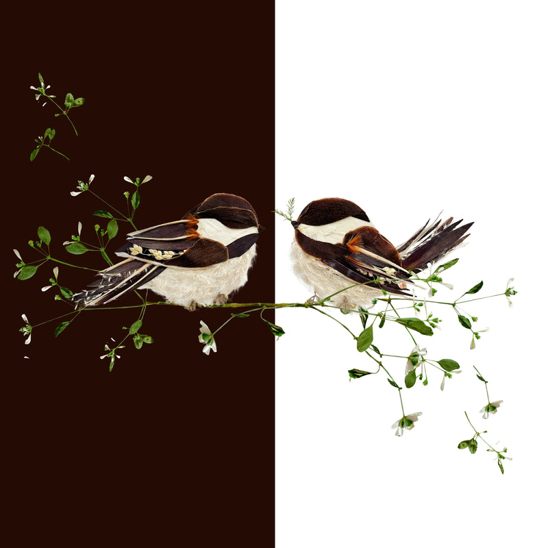 Chickadee Pillow Cover