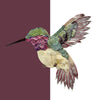 Hummingbird Pillow Cover