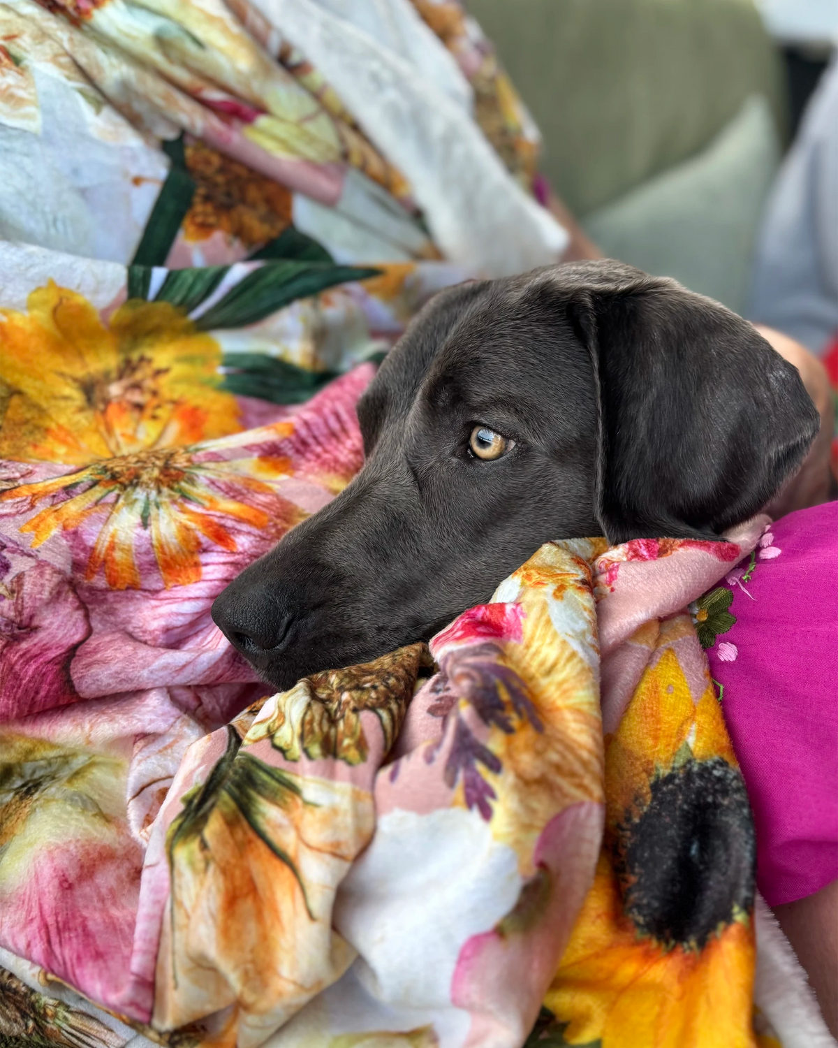 A dark gray dog rests its head on a colorful floral blanket with pink, yellow, and orange tones.