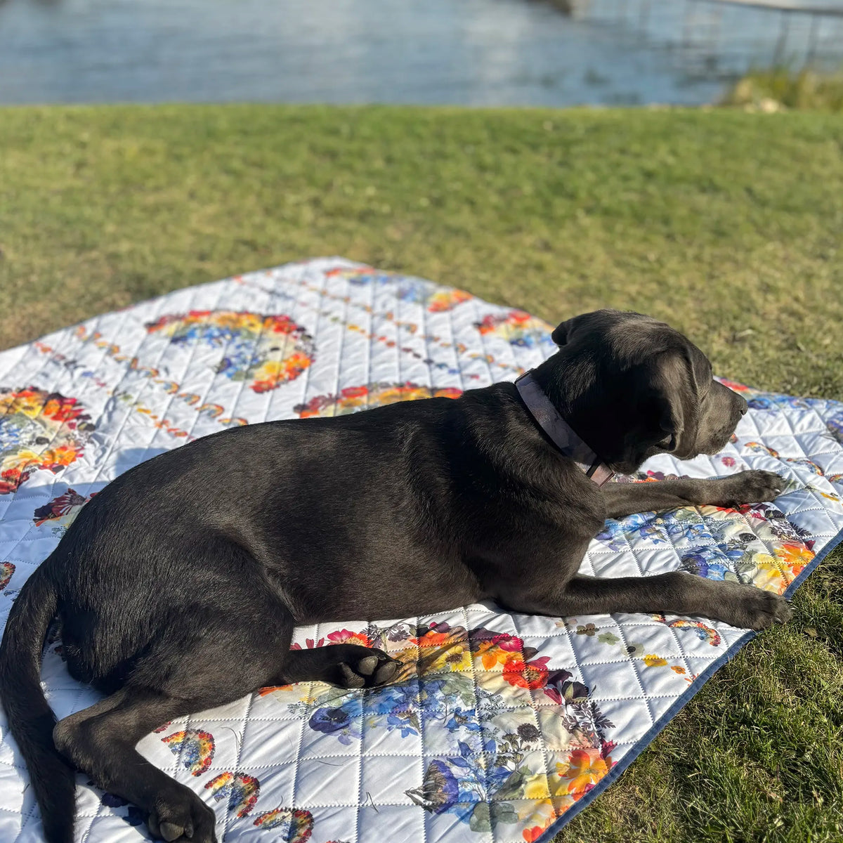 Black dog lying on a rainbow blanket in a grassy area with water in the background
