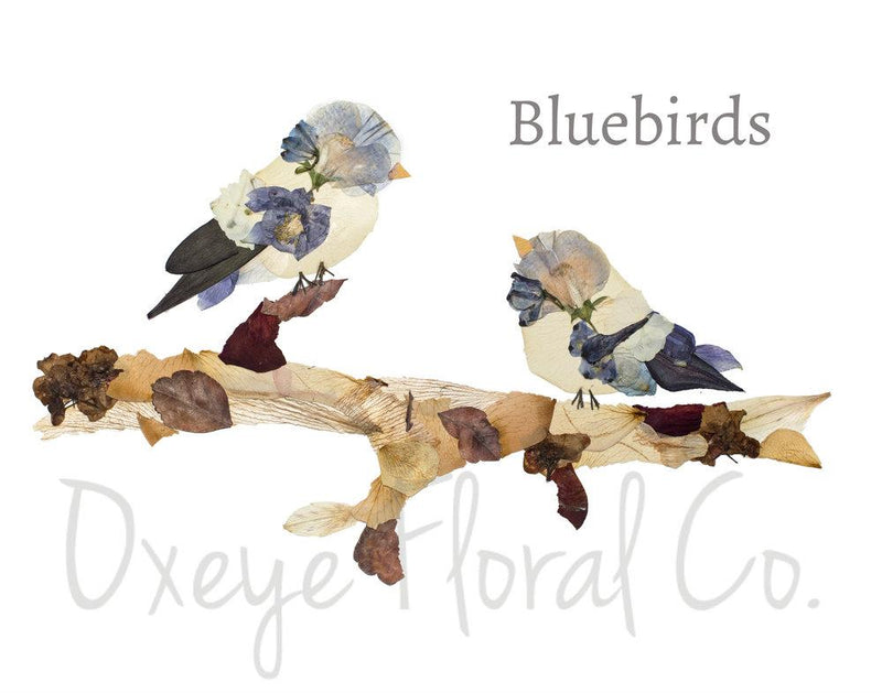 Bluebirds