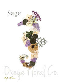 Seahorses